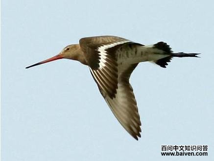 ��β����