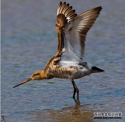 ��β����