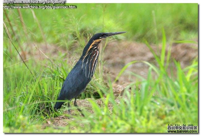 黑苇鳽 黑苇鳽的图片