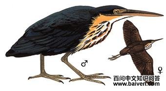 ��έ�Z����̬����ͼ