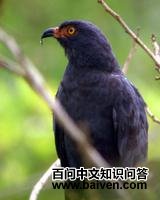 黑臀食螺鸢 黑臀食螺鸢的图片