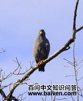 ����ʳ���