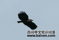 ����ʳ���