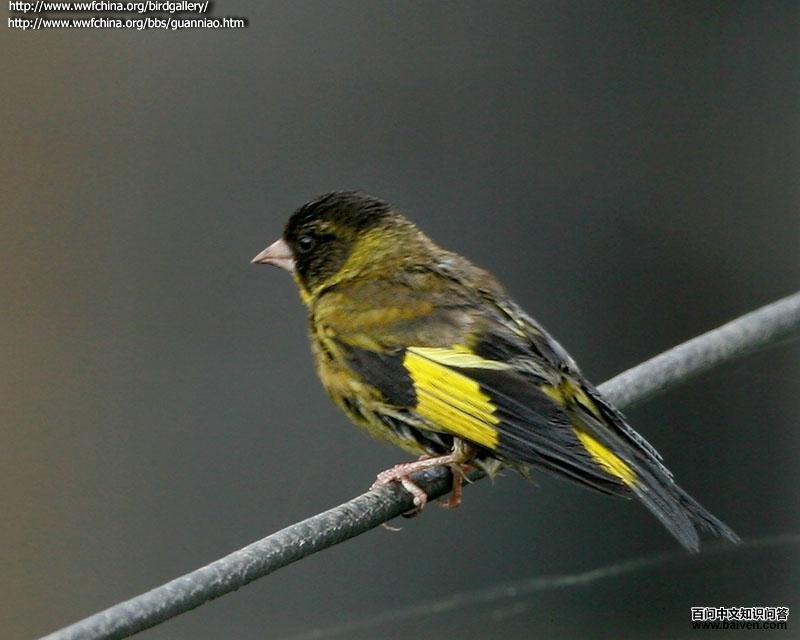 黑头金翅雀 黑头金翅雀的图片