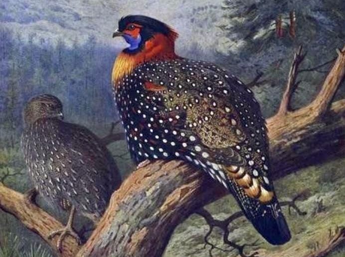 黑头角雉 黑头角雉的图片