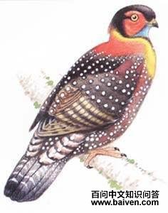 ��ͷ����