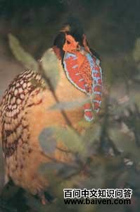 ��ͷ����