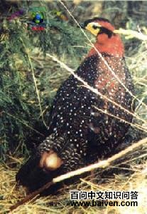 ��ͷ����