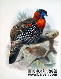 ��ͷ����