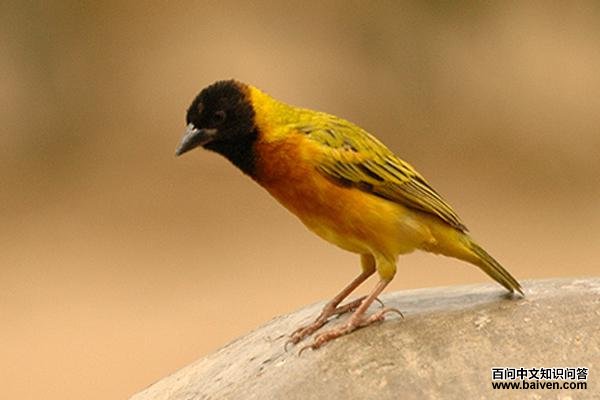 ��ͷ�Ʊ�֯ȸ��ͼƬ