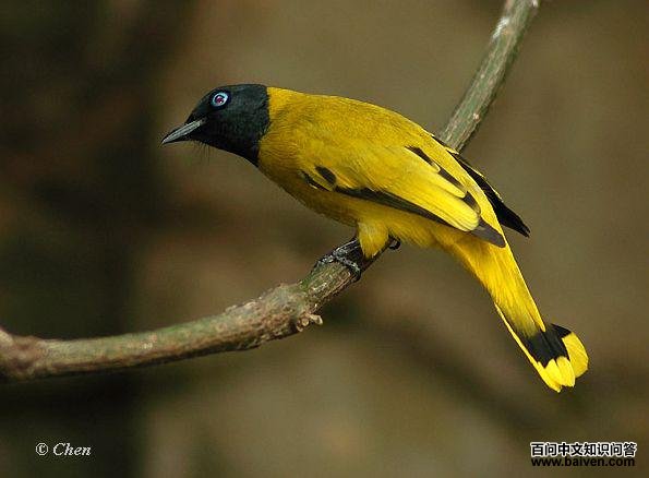 ��ͷ�ǵ�ͼƬ