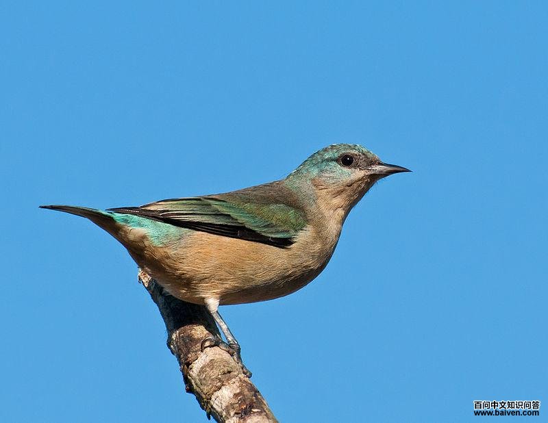 黑腿锥嘴雀 黑腿锥嘴雀的图片