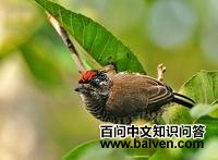 �װ���ľ��