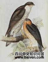 ����С��