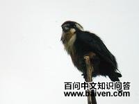 ����С��