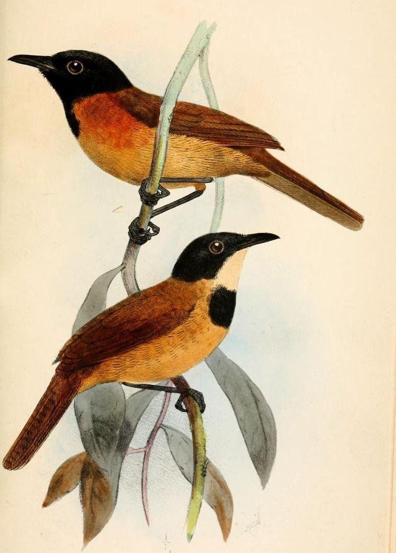 ��ͷ��ݺ��ͼƬ