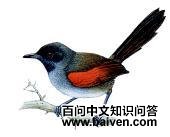 黑头针尾雀 黑头针尾雀的图片