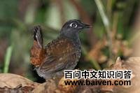 黑头蚁鸫 黑头蚁鸫的图片