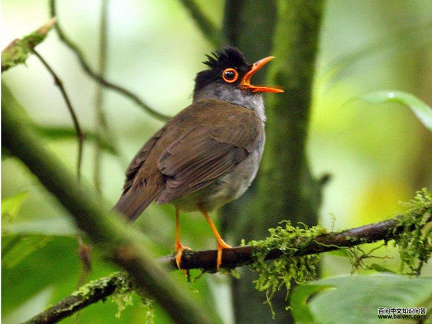 黑头夜鸫 黑头夜鸫的图片