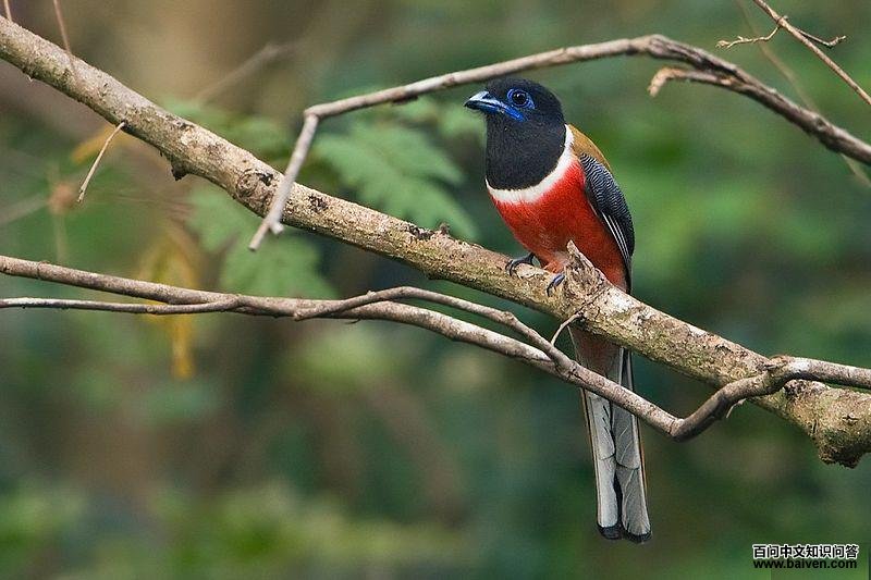 黑头咬鹃 黑头咬鹃的图片