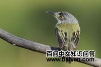 黑头哑霸鹟 黑头哑霸鹟的图片