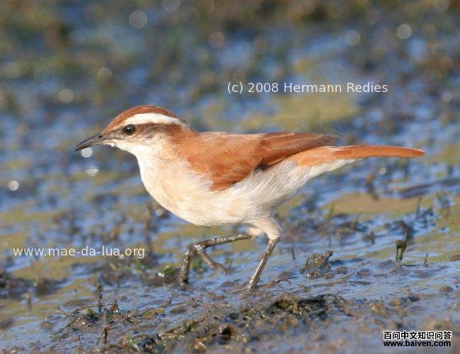 �װ������ͼƬ