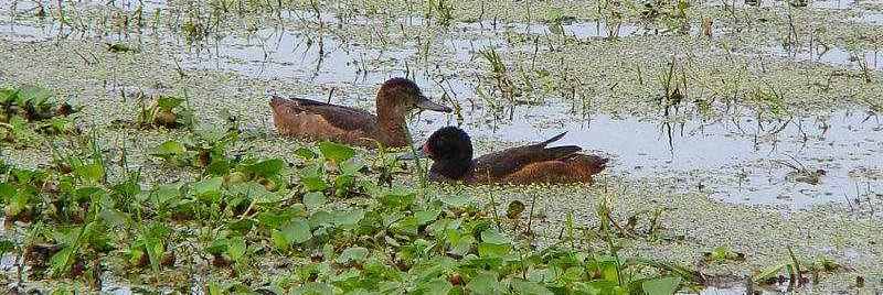 ��ͷѼ��ͼƬ