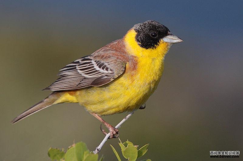 ��ͷ�c��ͼƬ