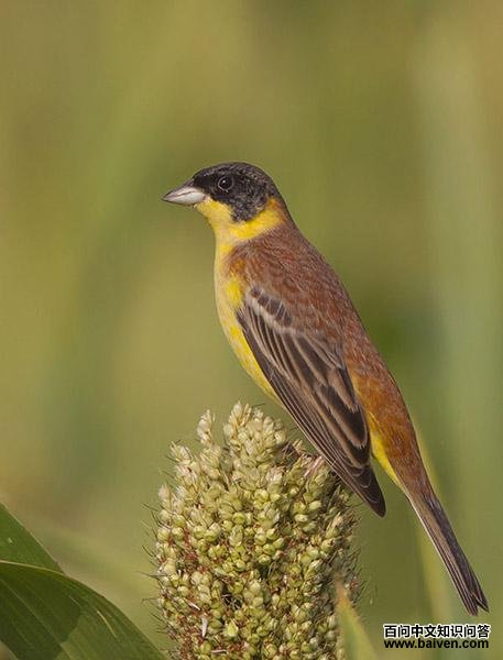 ��ͷ�c������