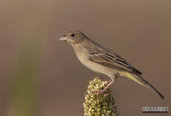 ��ͷ�c������