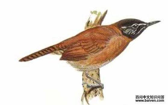 黑头苇鹪鹩 黑头苇鹪鹩的图片