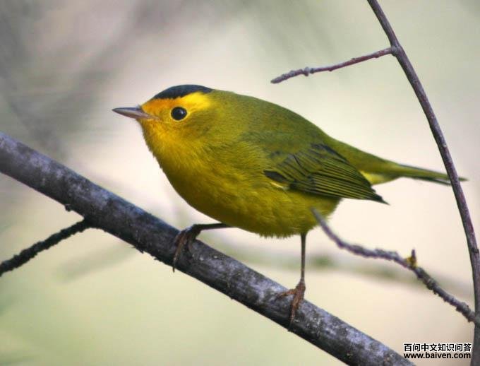 黑头威森莺 黑头威森莺的图片