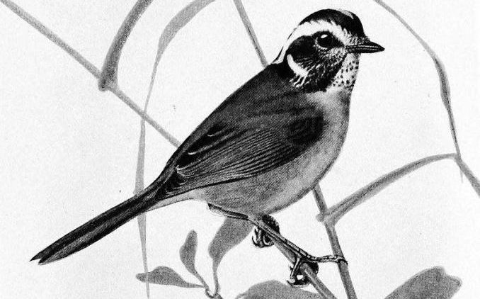 黑头王森莺 黑头王森莺的图片