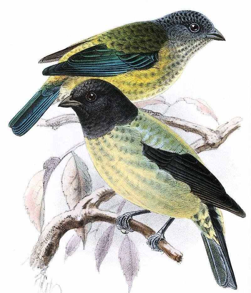 黑头唐加拉雀 黑头唐加拉雀的图片