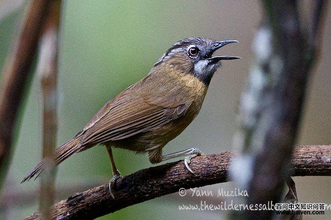 ��ͷ���̵�ͼƬ