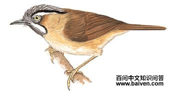 ��ͷ����