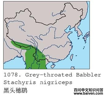 ��ͷ����