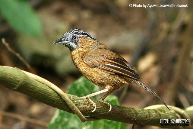 ��ͷ����