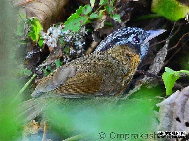 ��ͷ����