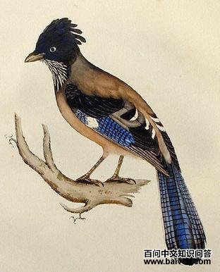 黑头松鸦 黑头松鸦的图片
