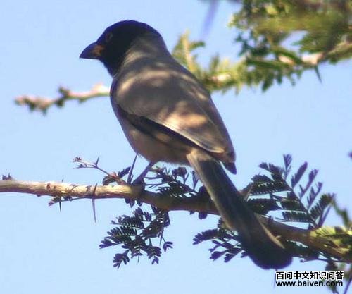 ��ͷ��ȵ��ͼƬ