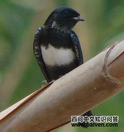白斑燕 白斑燕的图片