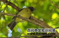 黑头食果伞鸟 黑头食果伞鸟的图片