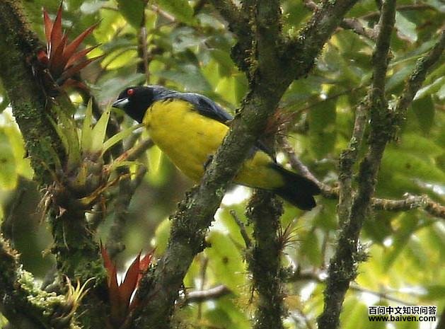 黑头山裸鼻雀 黑头山裸鼻雀的图片