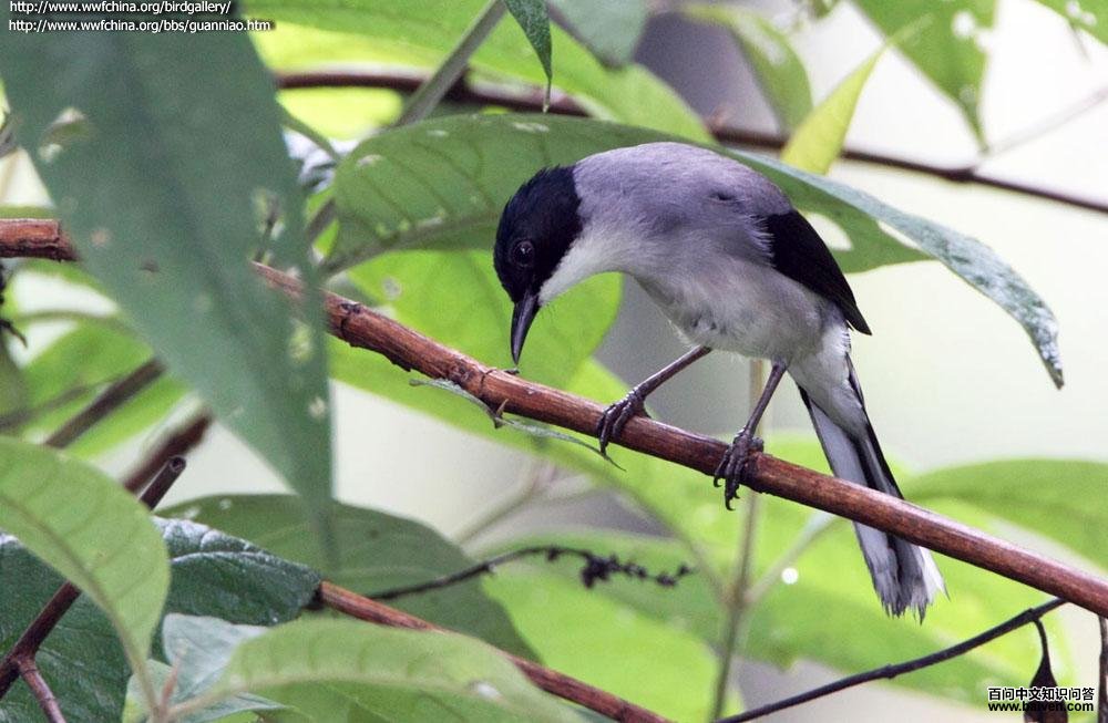 ��ͷ����