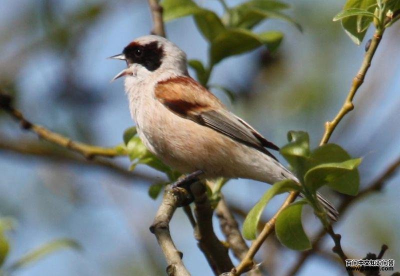 ��ͷ��ȸ��ͼƬ