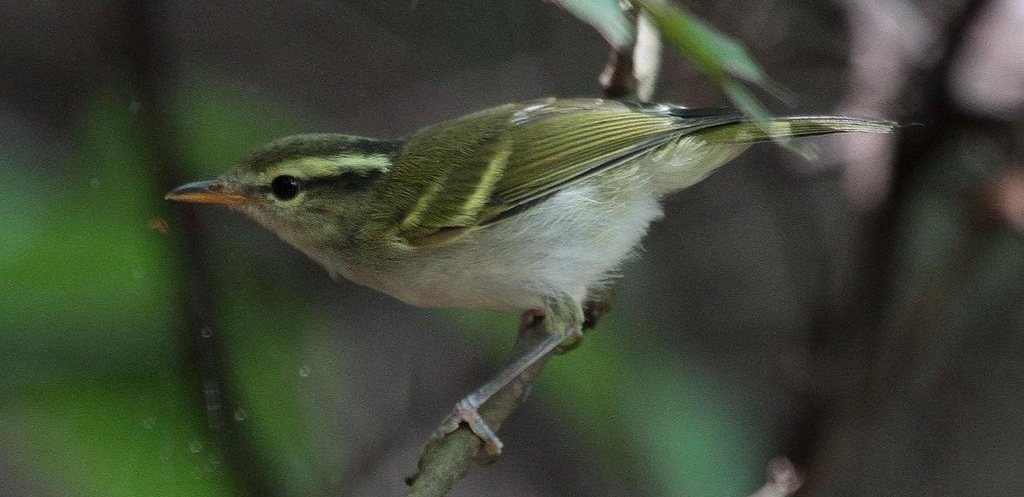 �װ�β��ݺ��ͼƬ