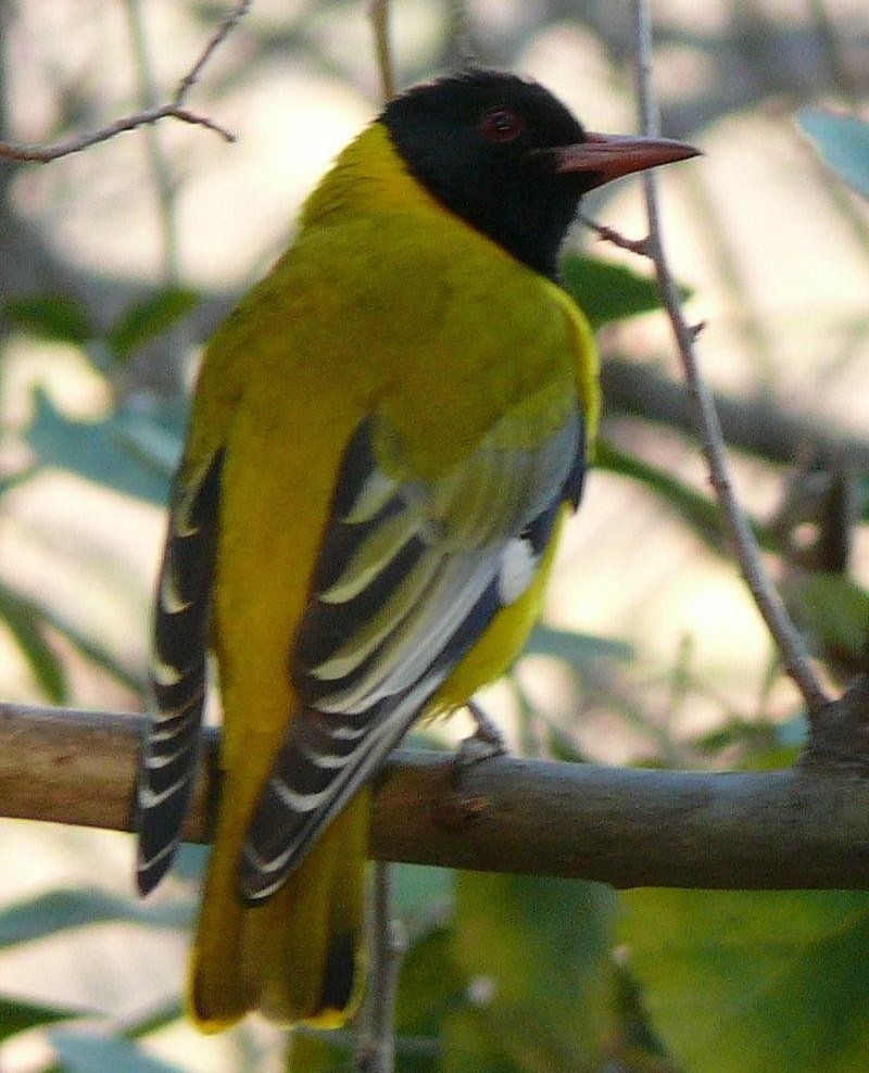 ��ͷ����ͼƬ