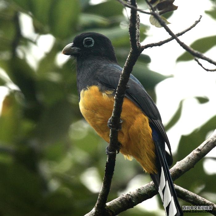 ��ͷ����ҧ��