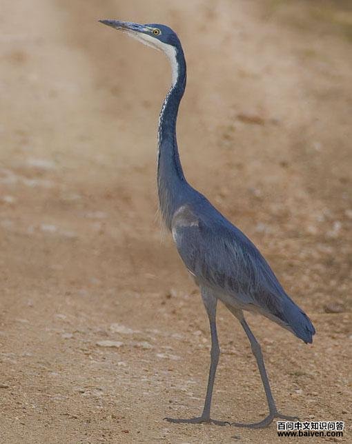 ��ͷ�ص�ͼƬ